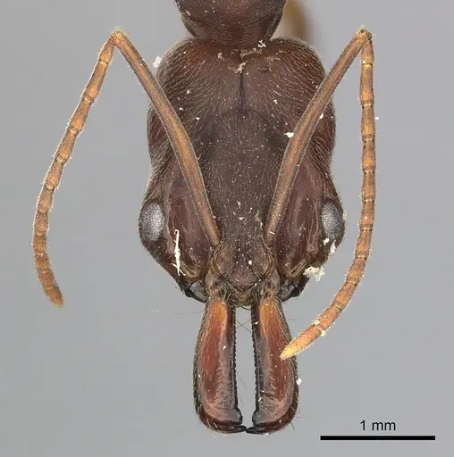 Odontomachus brunneus specimen CASENT0270600 image casent0270600_2