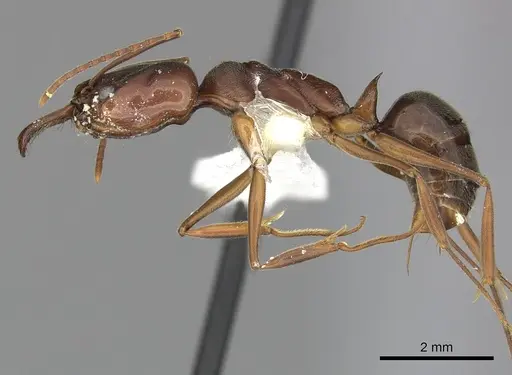 Odontomachus brunneus specimen CASENT0270600 image casent0270600_3