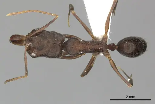 Odontomachus brunneus specimen CASENT0270601 image casent0270601_1