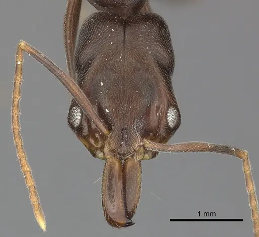 Odontomachus brunneus specimen CASENT0270601 image casent0270601_2