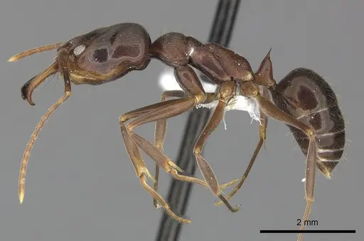 Odontomachus brunneus specimen CASENT0270601 image casent0270601_3