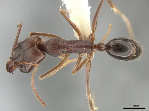 Odontomachus brunneus specimen CASENT0649761 image casent0649761_1