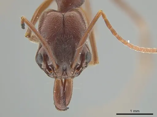 Odontomachus brunneus specimen CASENT0649761 image casent0649761_2