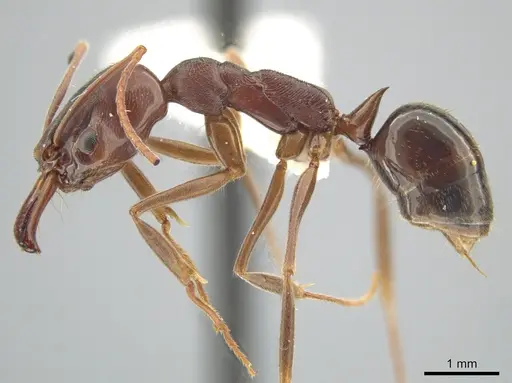 Odontomachus brunneus specimen CASENT0649761 image casent0649761_3