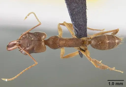 Odontomachus brunneus specimen USNMENT00445671 image usnment00445671_1