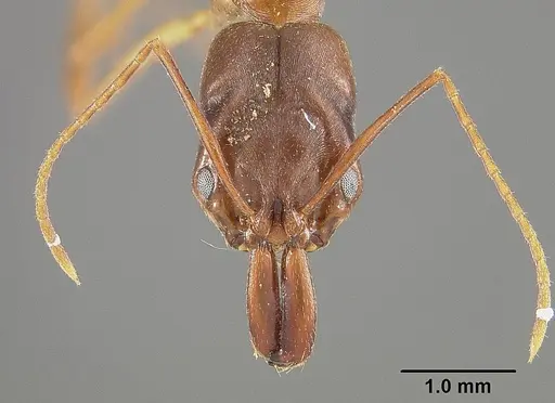Odontomachus brunneus specimen USNMENT00445671 image usnment00445671_2