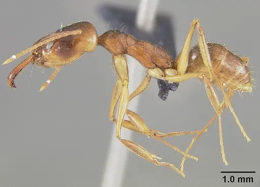 Odontomachus brunneus specimen USNMENT00445671 image usnment00445671_3