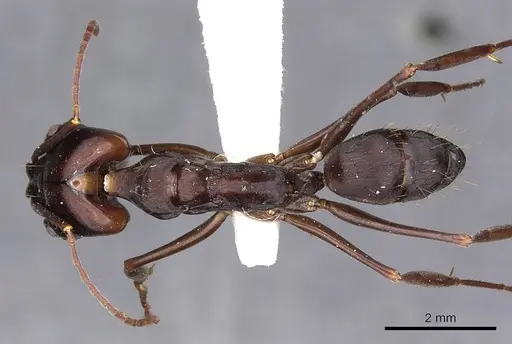 Odontomachus caelatus specimen CASENT0900611 image casent0900611_1