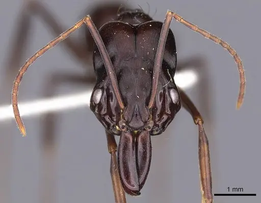 Odontomachus caelatus specimen CASENT0900611 image casent0900611_2