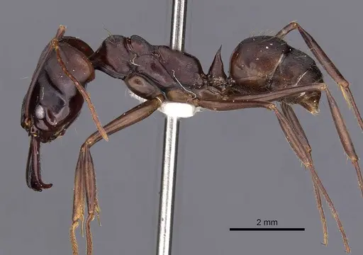 Odontomachus caelatus specimen CASENT0900611 image casent0900611_3
