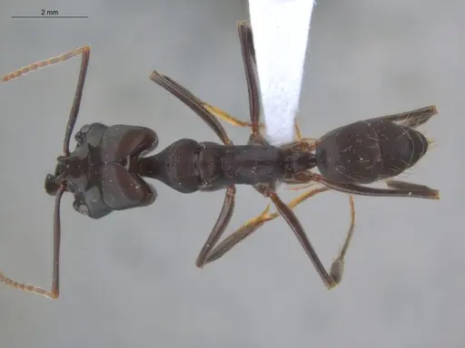Odontomachus caelatus specimen ECOFOG-IT14-0265-29 image ecofog-it14-0265-29_1