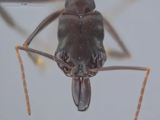 Odontomachus caelatus specimen ECOFOG-IT14-0265-29 image ecofog-it14-0265-29_2