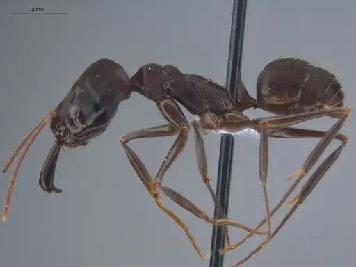 Odontomachus caelatus specimen ECOFOG-IT14-0265-29 image ecofog-it14-0265-29_3
