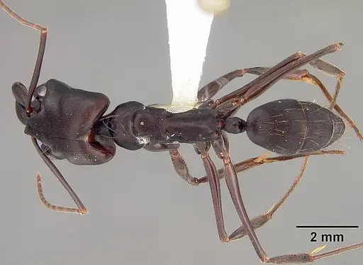 Odontomachus caelatus specimen USNMENT00412003 image usnment00412003_1