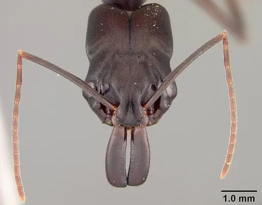 Odontomachus caelatus specimen USNMENT00412003 image usnment00412003_2
