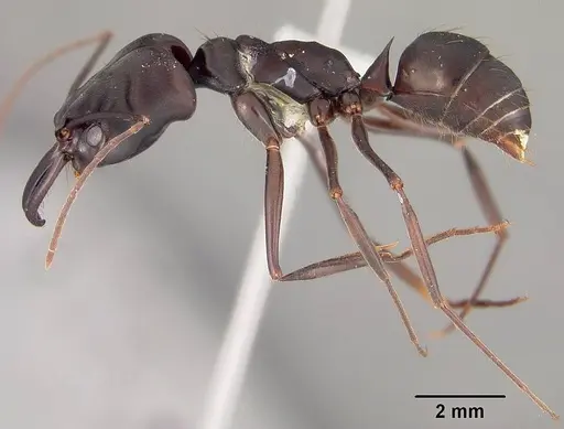 Odontomachus caelatus specimen USNMENT00412003 image usnment00412003_3