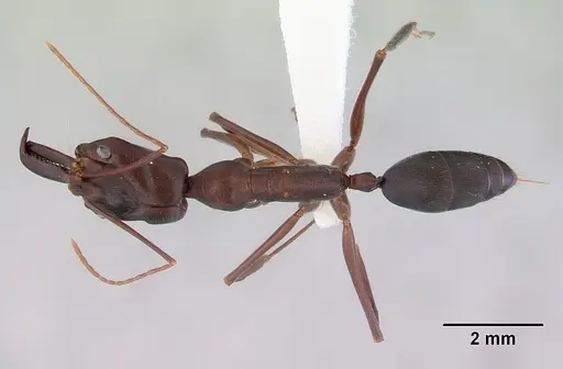 Odontomachus cephalotes specimen CASENT0172403 image casent0172403_1