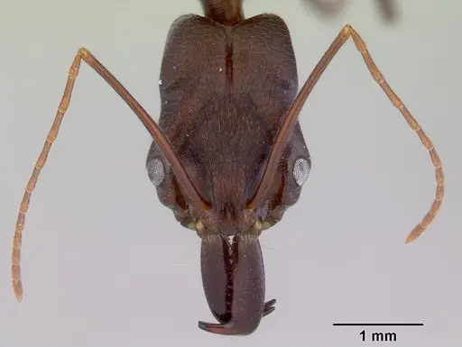 Odontomachus cephalotes specimen CASENT0172403 image casent0172403_2
