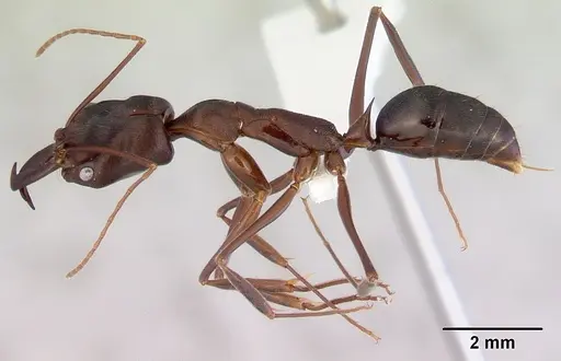 Odontomachus cephalotes specimen CASENT0172403 image casent0172403_3