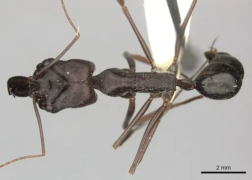 Odontomachus cephalotes specimen CASENT0270617 image casent0270617_1