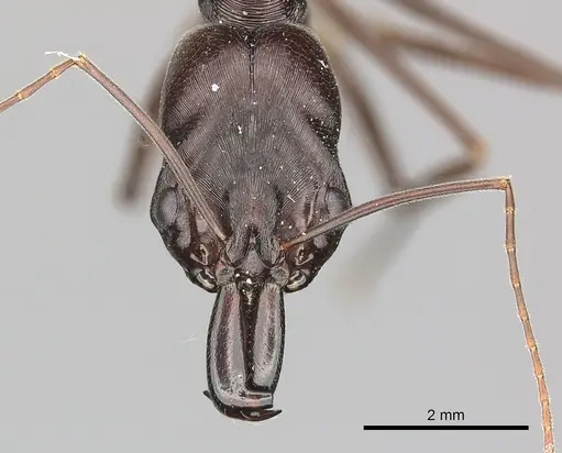 Odontomachus cephalotes specimen CASENT0270617 image casent0270617_2