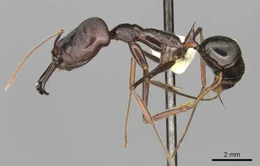 Odontomachus cephalotes specimen CASENT0270617 image casent0270617_3