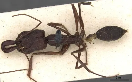 Odontomachus cephalotes specimen CASENT0901336 image casent0901336_1