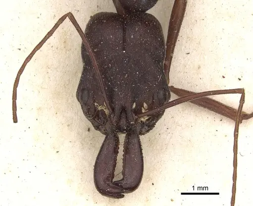 Odontomachus cephalotes specimen CASENT0901336 image casent0901336_2