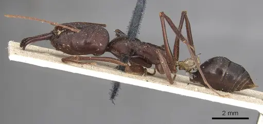 Odontomachus cephalotes specimen CASENT0901336 image casent0901336_3