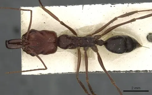 Odontomachus cephalotes specimen CASENT0901489 image casent0901489_1