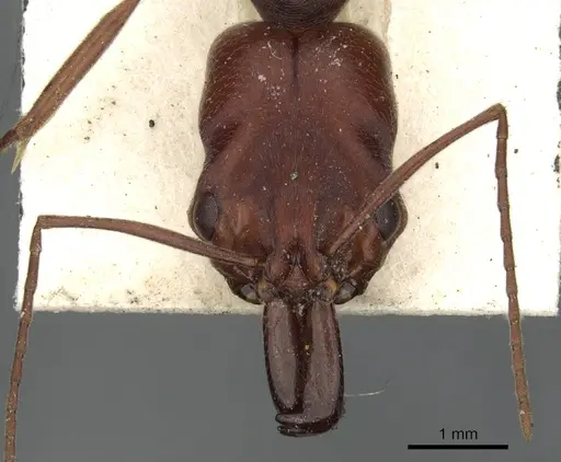 Odontomachus cephalotes specimen CASENT0901489 image casent0901489_2