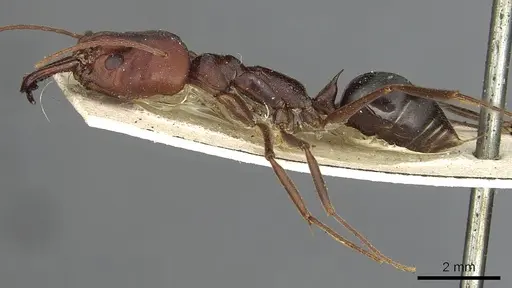 Odontomachus cephalotes specimen CASENT0901489 image casent0901489_3