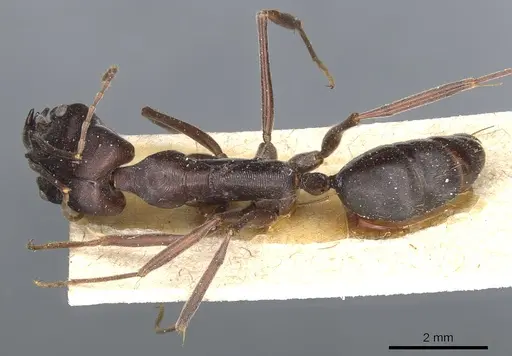 Odontomachus cephalotes specimen CASENT0904003 image casent0904003_1