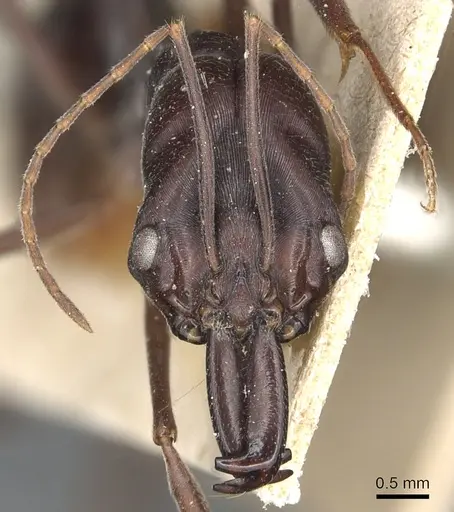 Odontomachus cephalotes specimen CASENT0904003 image casent0904003_2