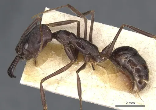 Odontomachus cephalotes specimen CASENT0904003 image casent0904003_3