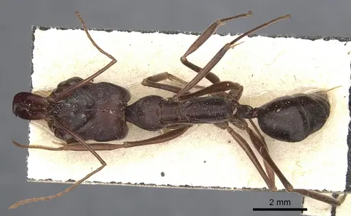Odontomachus cephalotes specimen CASENT0904004 image casent0904004_1