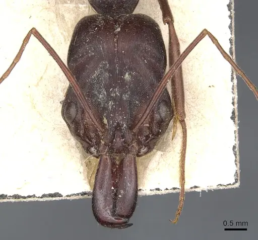 Odontomachus cephalotes specimen CASENT0904004 image casent0904004_2