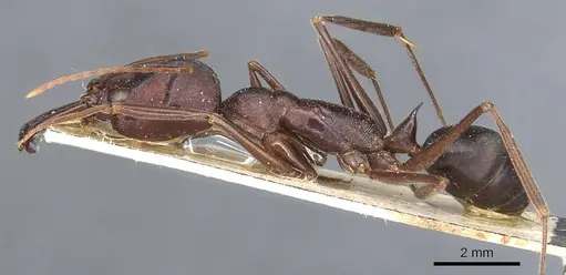 Odontomachus cephalotes specimen CASENT0904004 image casent0904004_3