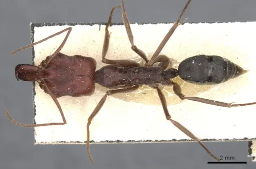 Odontomachus cephalotes specimen CASENT0904005 image casent0904005_1