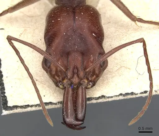 Odontomachus cephalotes specimen CASENT0904005 image casent0904005_2