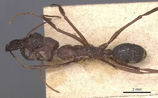 Odontomachus cephalotes specimen CASENT0907437 image casent0907437_1