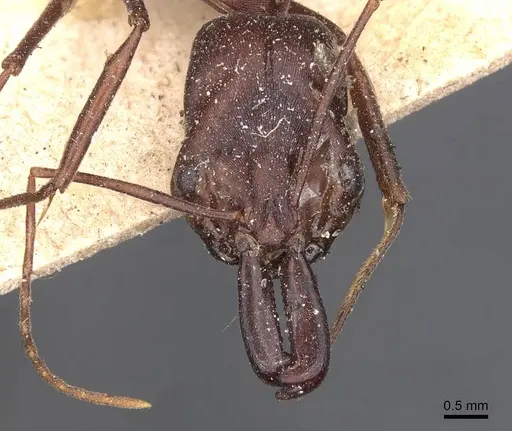Odontomachus cephalotes specimen CASENT0907437 image casent0907437_2