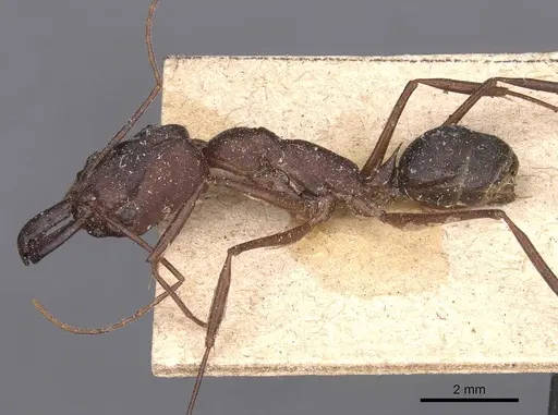 Odontomachus cephalotes specimen CASENT0907437 image casent0907437_3