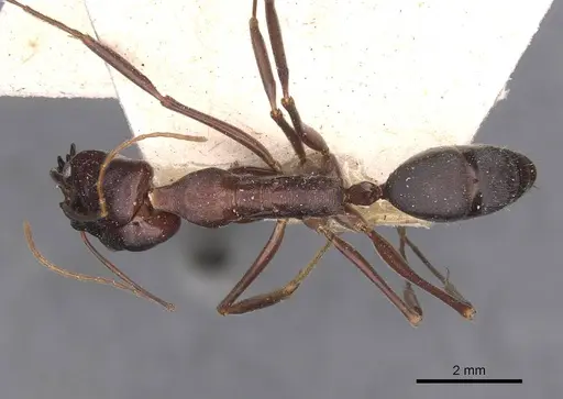 Odontomachus cephalotes specimen CASENT0907441 image casent0907441_1