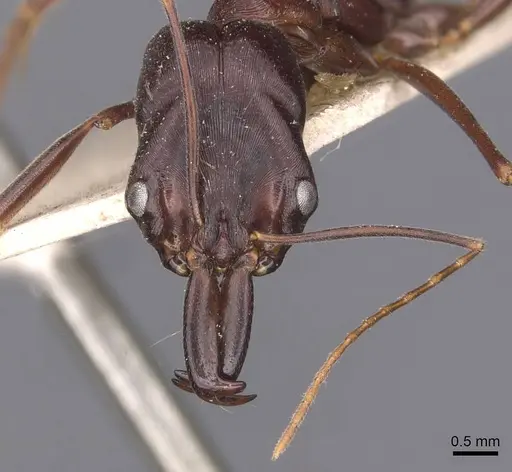 Odontomachus cephalotes specimen CASENT0907441 image casent0907441_2