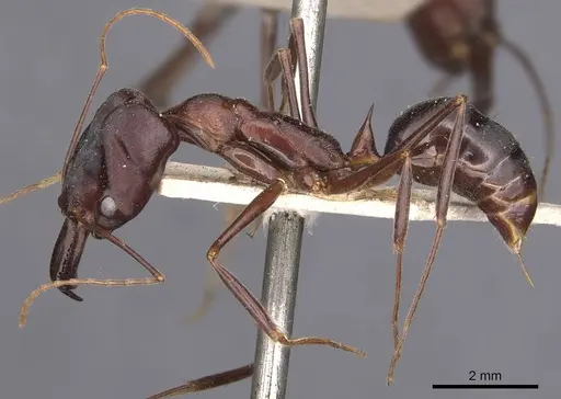 Odontomachus cephalotes specimen CASENT0907441 image casent0907441_3