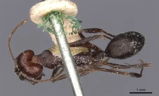 Odontomachus cephalotes specimen CASENT0907442 image casent0907442_1