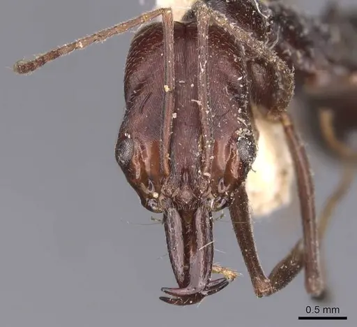 Odontomachus cephalotes specimen CASENT0907442 image casent0907442_2
