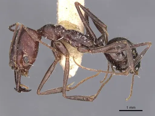 Odontomachus cephalotes specimen CASENT0907442 image casent0907442_3