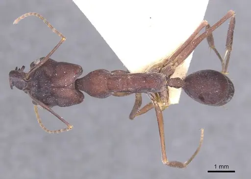 Odontomachus cephalotes specimen CASENT0915241 image casent0915241_1
